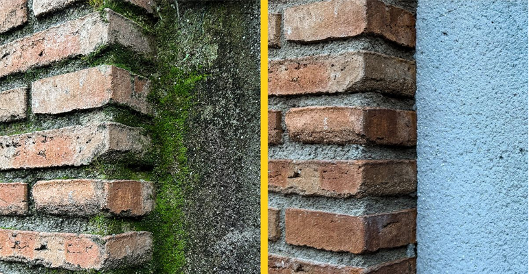 Fila verdin moho - Infoconstruccion