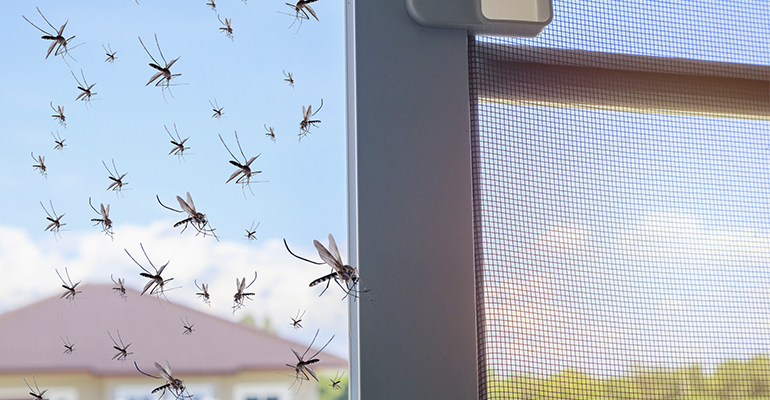 Proteccion insectos arquitectura - Infoconstruccion